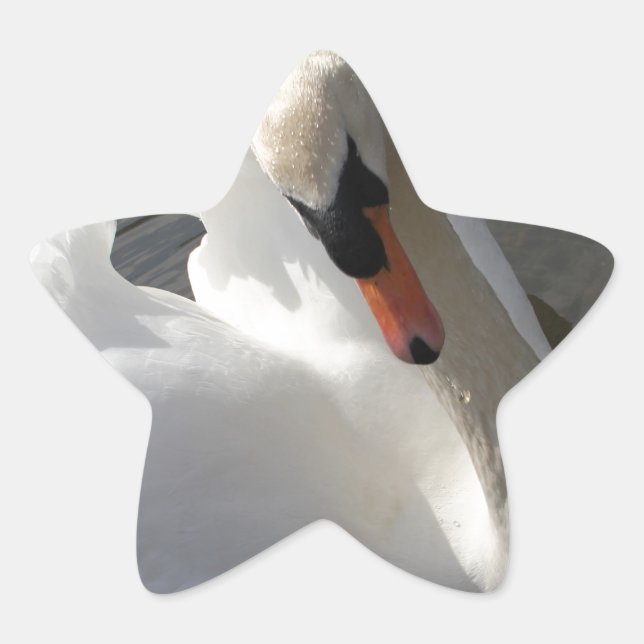Swan Posing Stern-Aufkleber (Vorderseite)