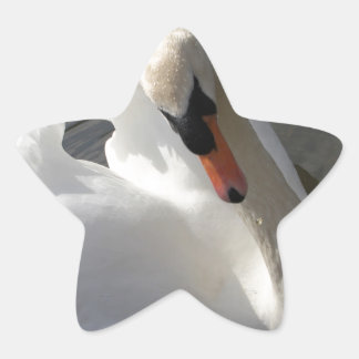 Swan Posing Stern-Aufkleber