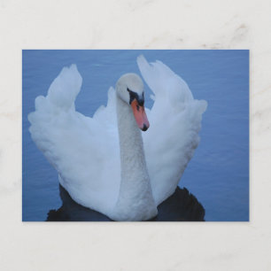 Swan Postcard Postkarte