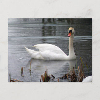 Swan Postcard Postkarte