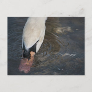 Swan Postcard Postkarte