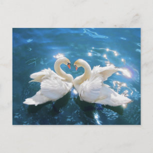 Swan Postcard Postkarte