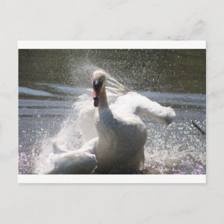 Swan Postcard Postkarte