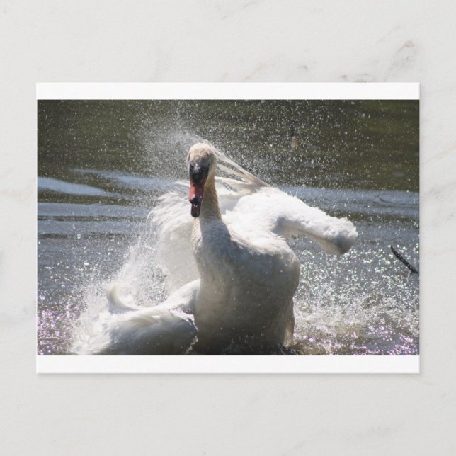 Swan Postcard Postkarte (Vorderseite)