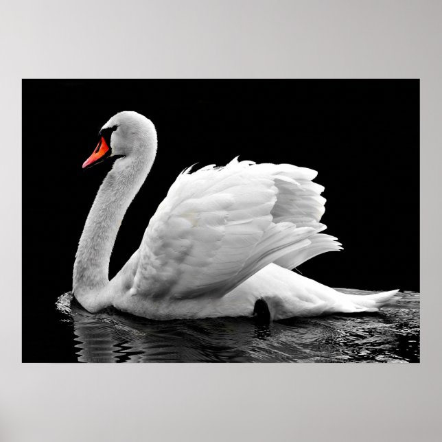 Swan Poster (Vorne)