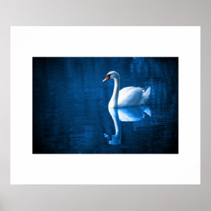 Swan Poster