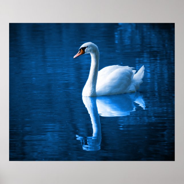 Swan Poster (Vorne)