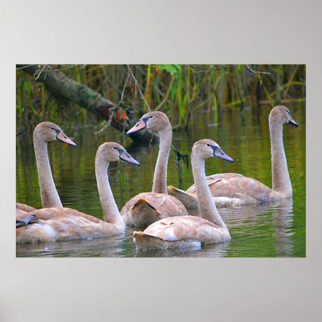 Swan Poster (Vorne)