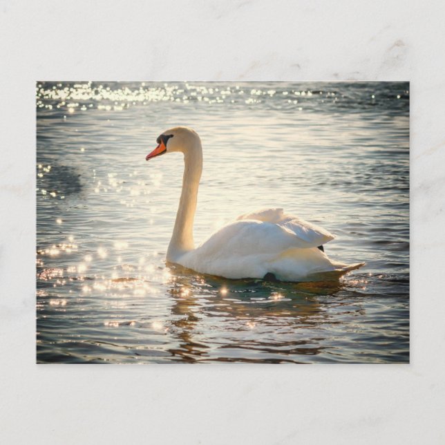 Swan-Postkarte Postkarte (Vorderseite)