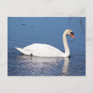 Swan-Postkarte Postkarte