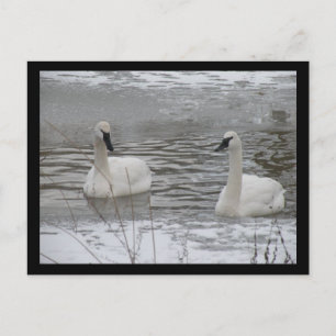 Swan Postkarten