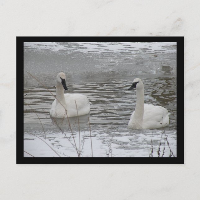 Swan Postkarten (Vorderseite)