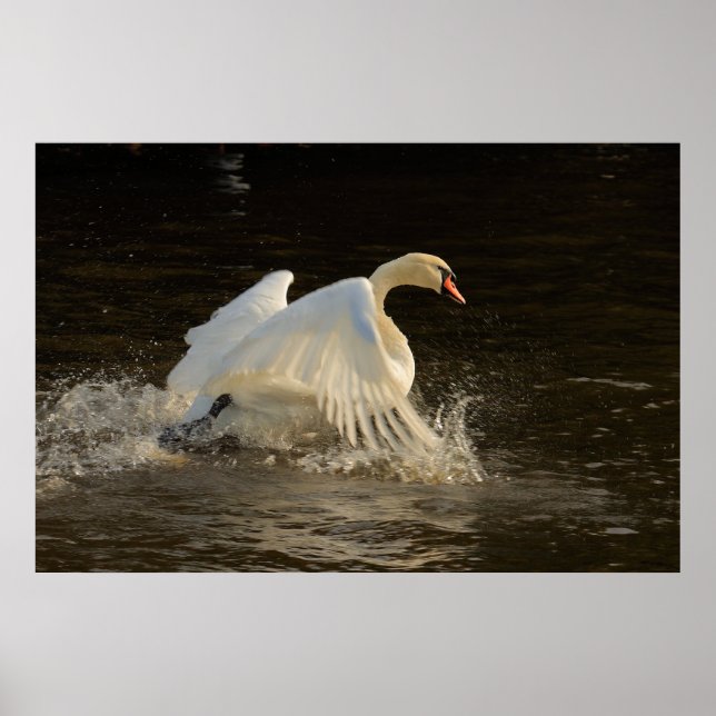 Swan Print plashend Poster (Vorne)