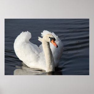 Swan Print Poster
