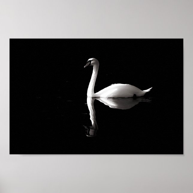 Swan Reflection Poster (Vorne)