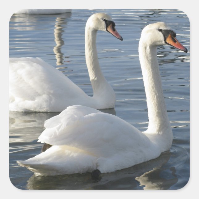 Swan Reflections Stickers (Vorderseite)