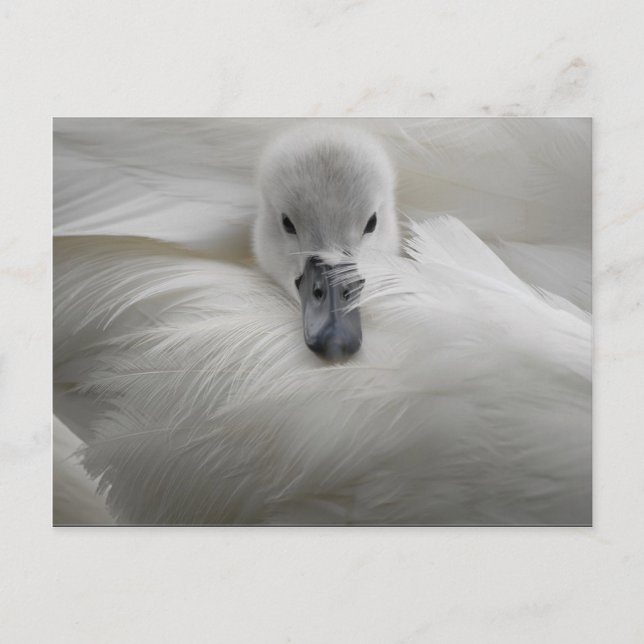 Swan, schöne weiße Federn, Schönheit Komfort Postkarte (Vorderseite)
