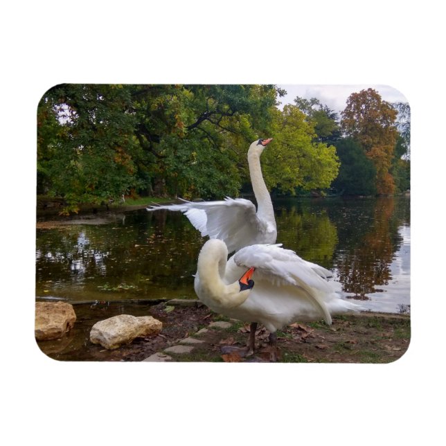Swan-See Magnet (Horizontal)