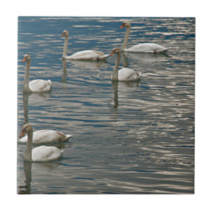 Swan Song Fliese