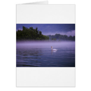 Swan sur le lac