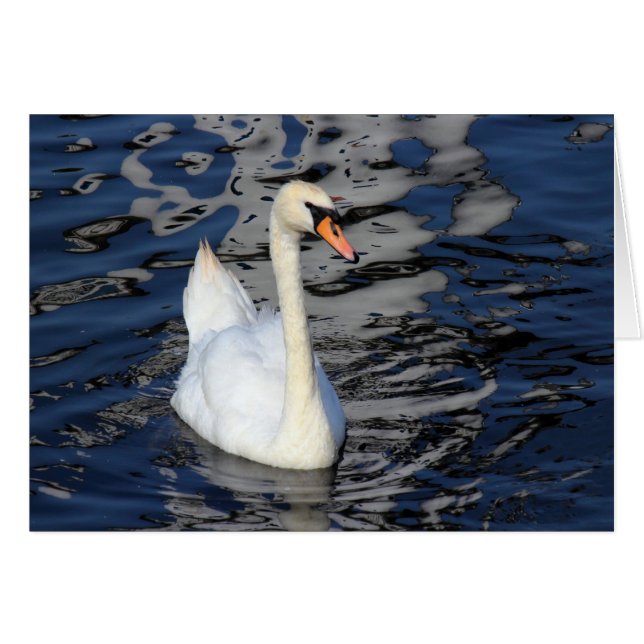 Swan sur un lac (Devant horizontal)