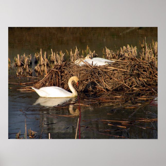 Swan Surveille Son Poster (Devant)