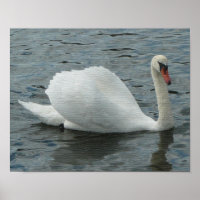 Swan Swimming Print
