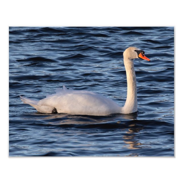 Swan und Blaues Wasser Fotodruck (Vorne)