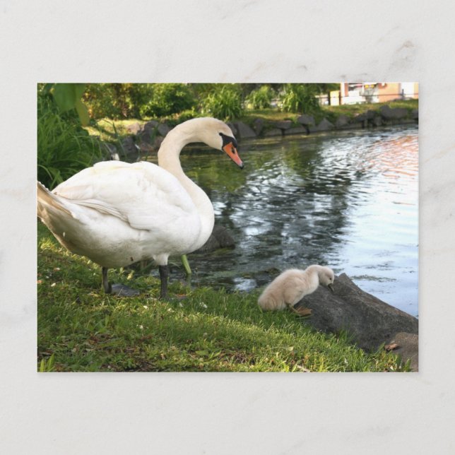 Swan und Cygnet Postkarte (Vorderseite)