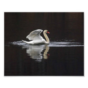 Swan und Reflektionen Fotodruck