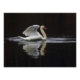Swan und Reflektionen Poster