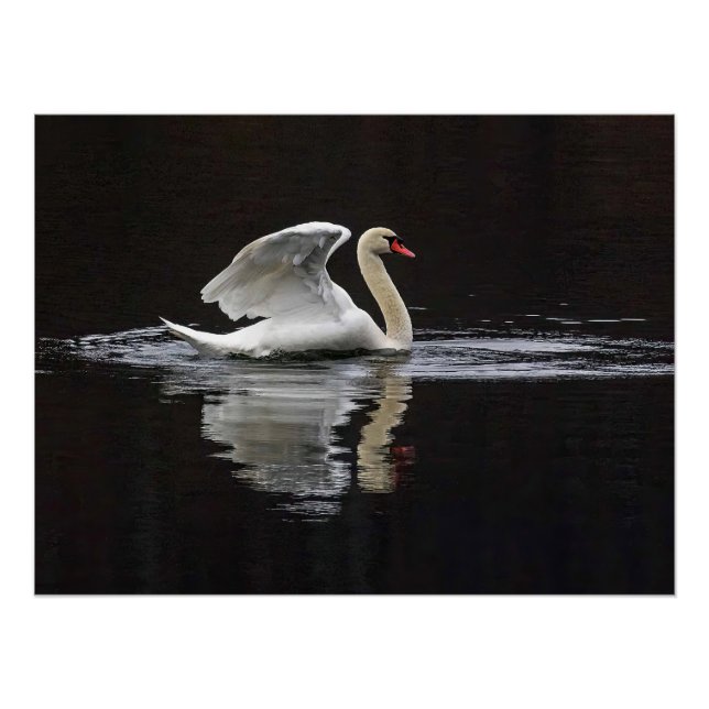 Swan und Reflektionen Poster (Vorderseite)