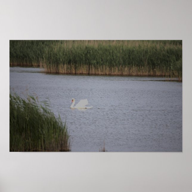 Swan Waterscape Poster (Vorne)