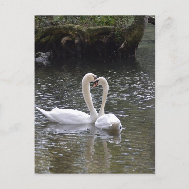 Swan Wedding Liebe Peace Hope Water Lake Park Postkarte (Vorderseite)