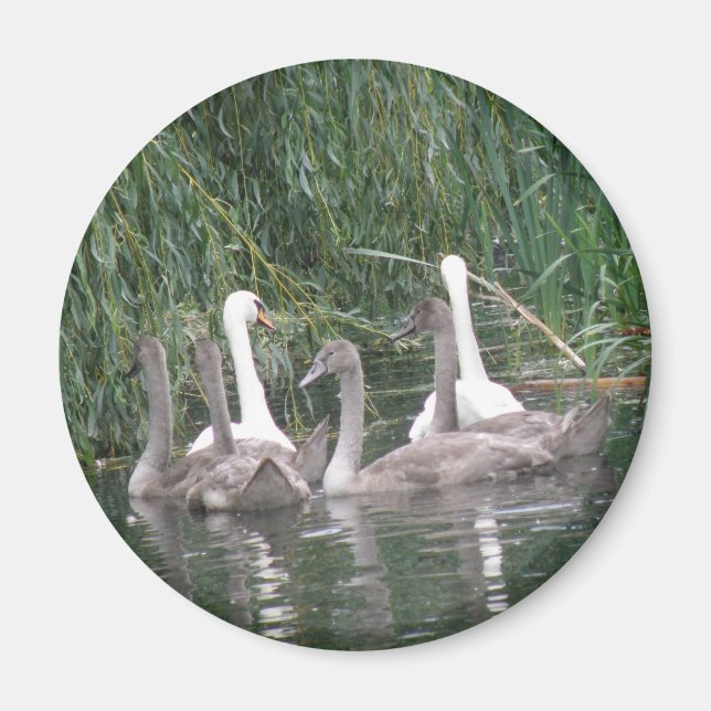 SWans and Cygnets Magnet (Vorne)
