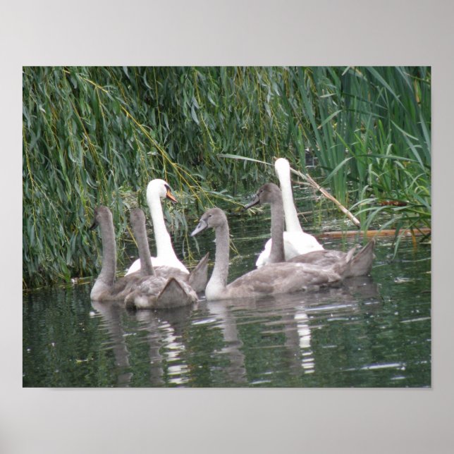 Swans and Cygnets Poster (Vorne)