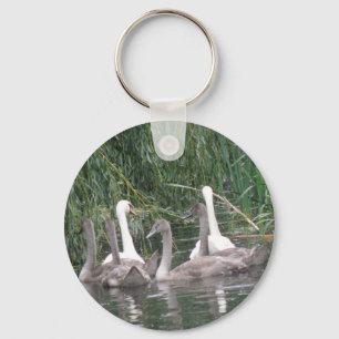 Swans and Cygnets Schlüsselanhänger