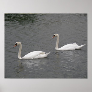 Swans auf dem River Poster