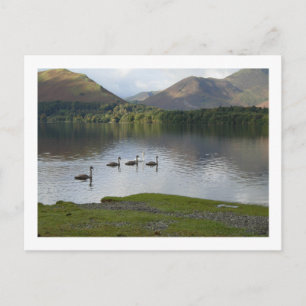 Swans auf Derwentwater Postkarte