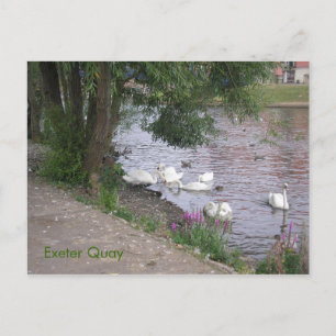 Swans auf Exeter Quay Postkarte