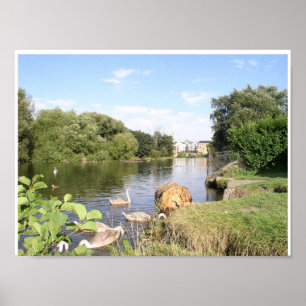 Swans auf Fluss Liffey Dublin Irland Poster