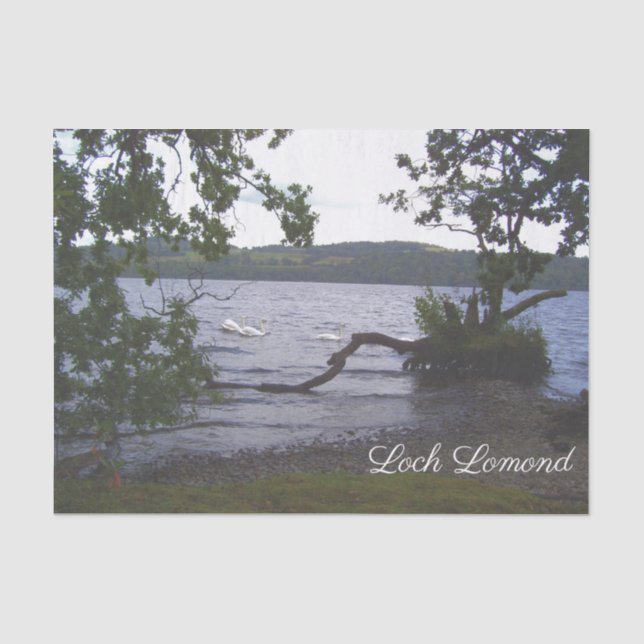 Swans auf Loch Lomond Seidenpapier (Vorderseite)