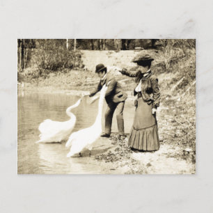 Swans aus dem 19. Jahrhundert in Paris Postkarte