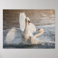 Swans bekämpfen