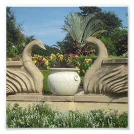 Swans Guarding Hollis Gardens on a Fotodruck
