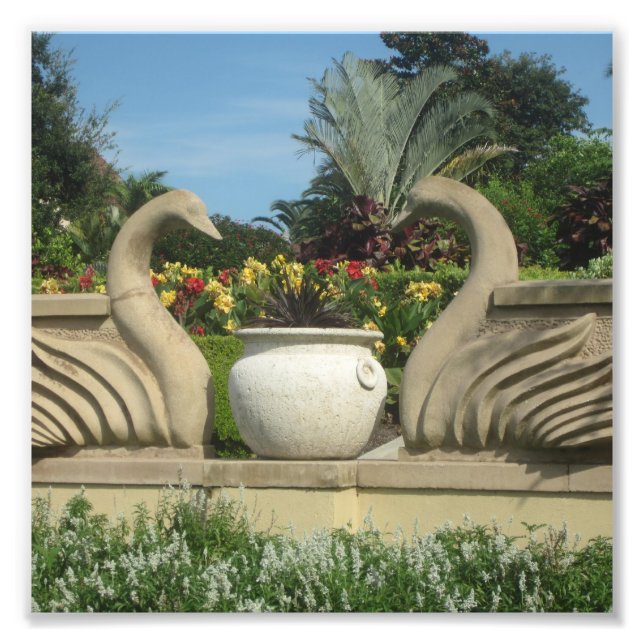 Swans Guarding Hollis Gardens on a Fotodruck (Vorne)