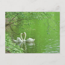 Swans in Liebe Postkarte