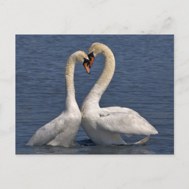 Swans in Liebe Postkarte (Vorderseite)