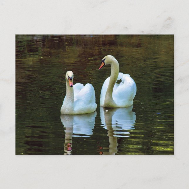 Swans in Liebe Postkarte (Vorderseite)