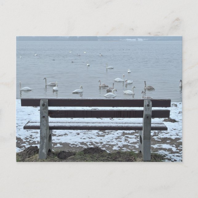 Swans, lac et banc - carte postale (Devant)
